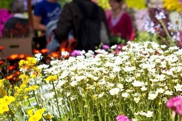 Cattolica in Fiore